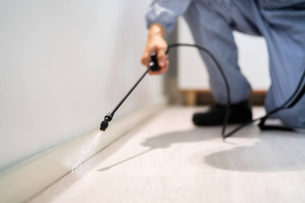 Best Wasp Removal Services  in Ridge Wood Heights, FL