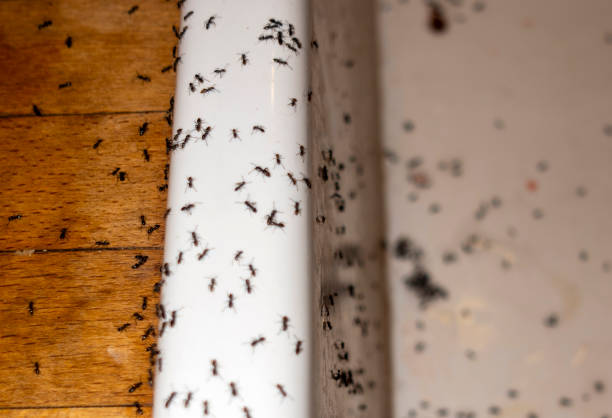 Best Pest Removal Services  in Ridge Wood Heights, FL