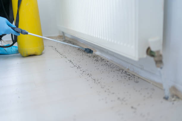 Best Termite Control Services  in Ridge Wood Heights, FL
